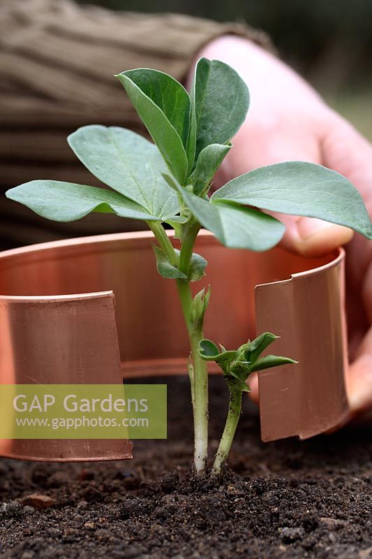 Organic pest control - Copper ring being placed around young Broad Bean plant to deter slugs