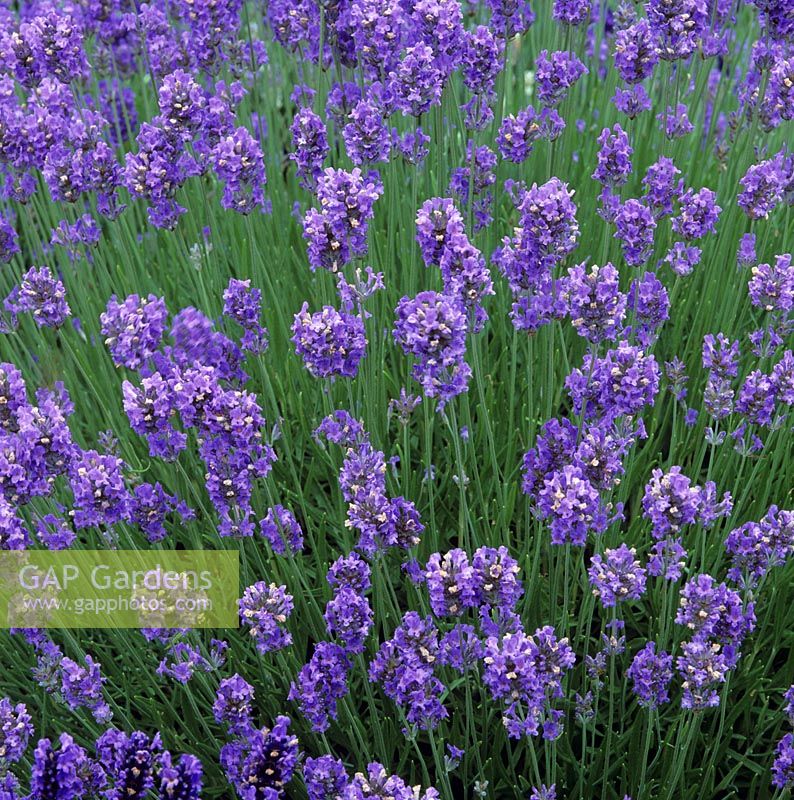 Lavandula angustifolia 'Loddon Blue' - Lavenders