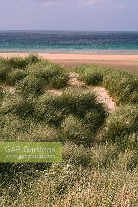 Ammophila arenaria - Marram Grass on sand dunes in Cornwall