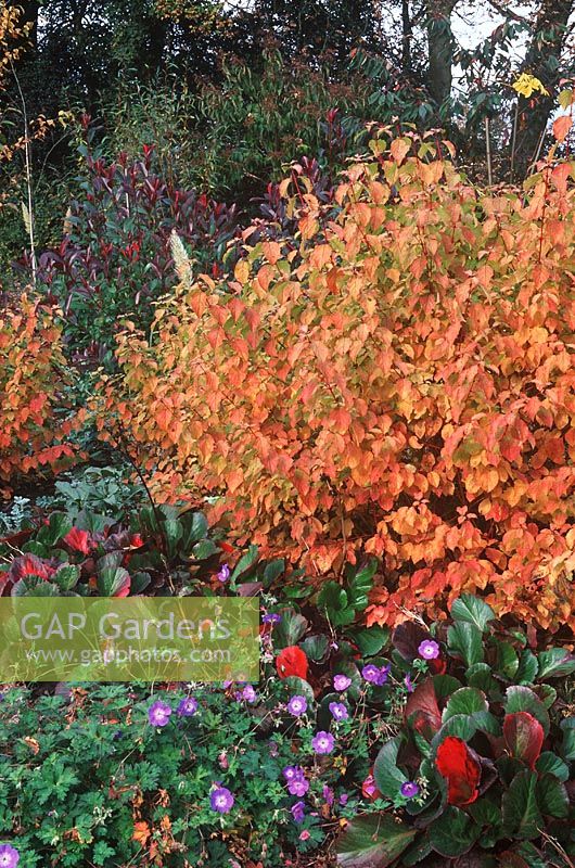 Cornus sanguinea 'Midwinter Fire', Bergenia 'Bressingham Ruby' and  Geranium 'Rozanne' in mixed Autumn border