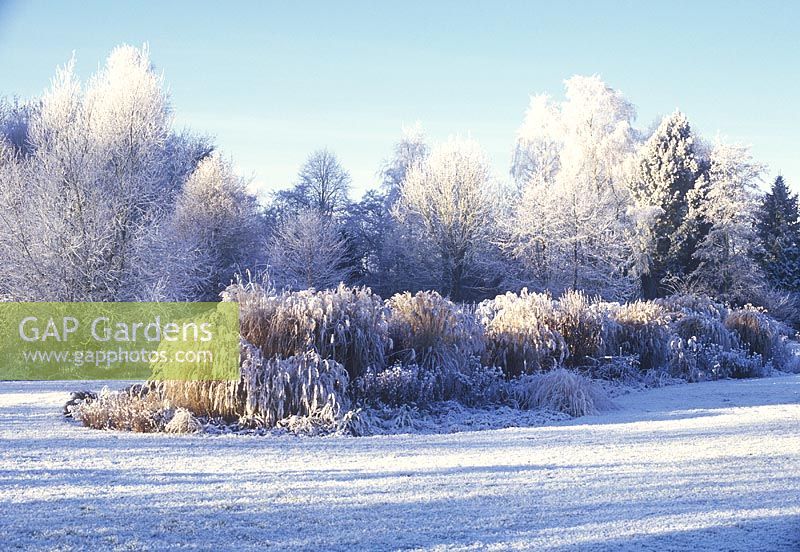 Snowy scene of trees and shrubs covered in snow - Foggy Bottom Garden, Bressingham Gardens