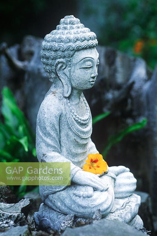 GAP Gardens - Buddha statue with yellow Nasturtium flower - Image No ...