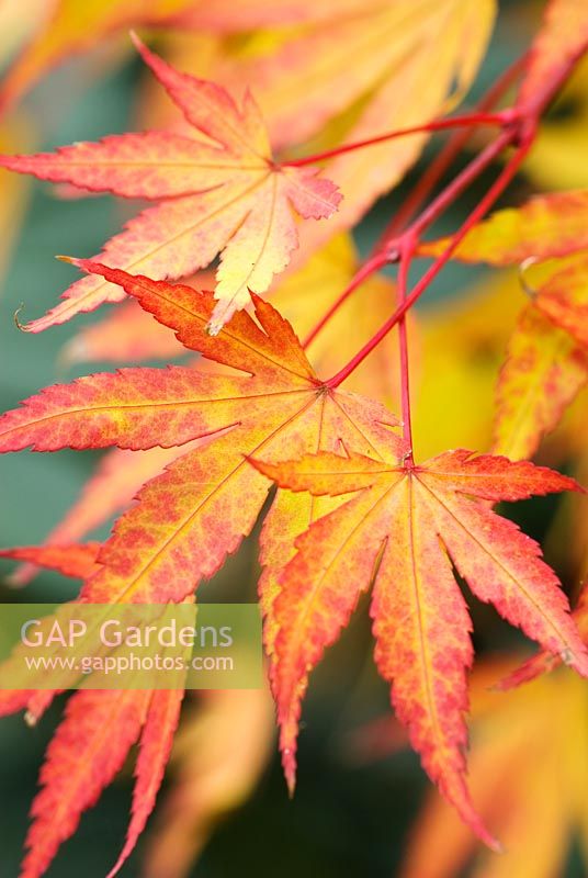 Acer palmatum 'Sango-kaku' - Japanese Maple