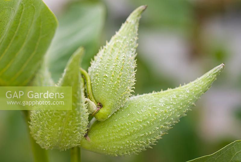 Asclepias syriaca - Silkweed seed pods