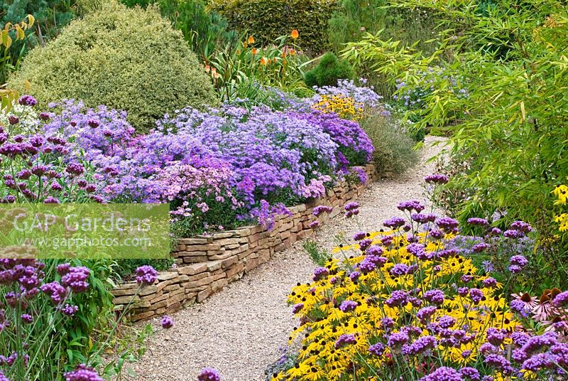 View up shingle path to Aster amellus border in The Rock Garden at the National collection of Autumn flowering Asters - Asters, Verbena bonariensis, Rudbeckia deamii and Bamboo