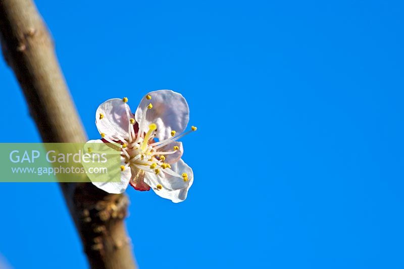 Prunus 'Early Moorpark' - Apricot blossom