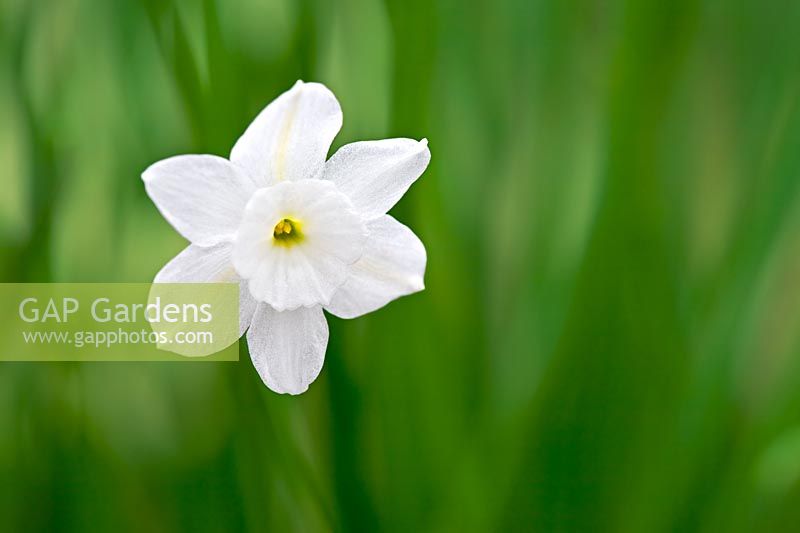 Narcissus rupicola subsp. watieri 