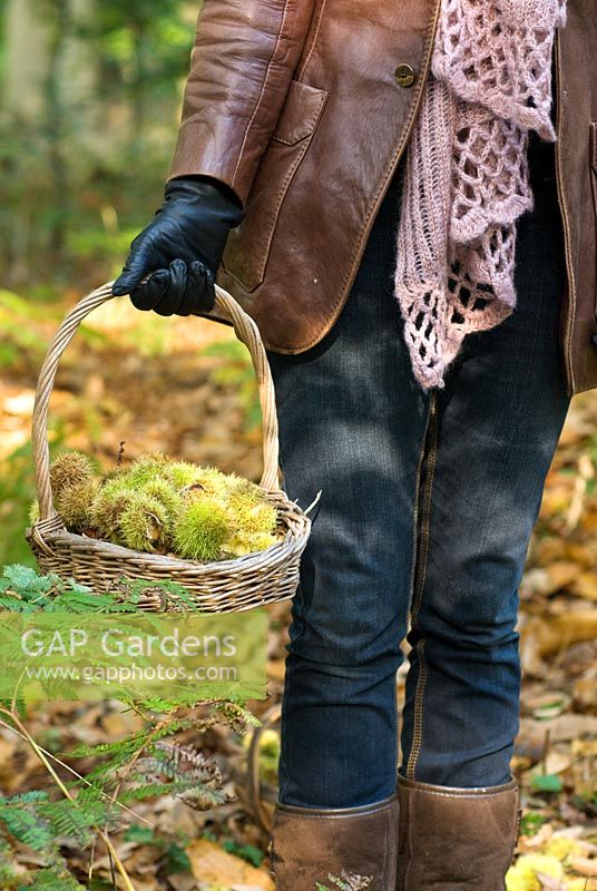 Woman carrying a basket of Castanea sativa -
Sweet chestnuts in Autumn