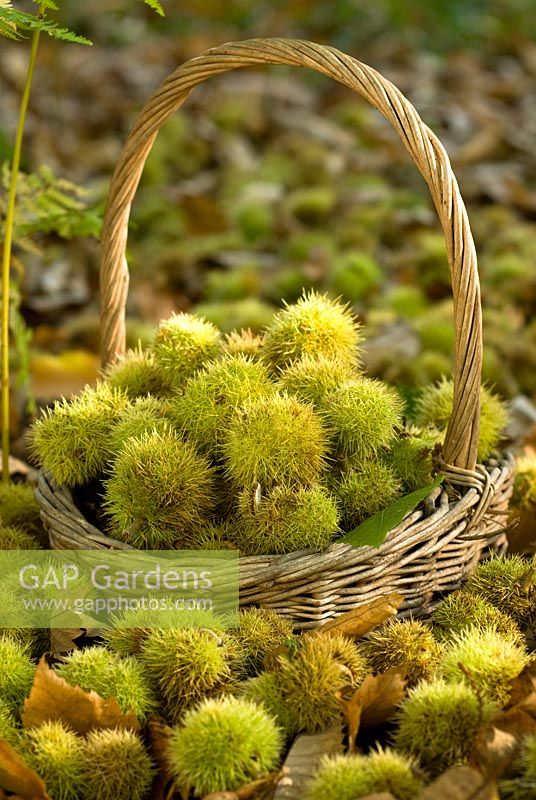 Castanea sativa - A basket of Sweet Chestnuts