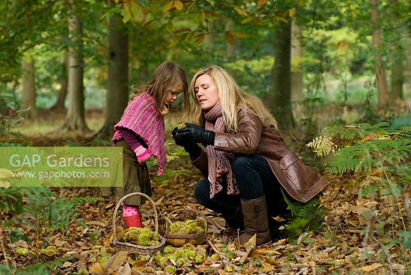 Little girl and mother collecting Castanea sativa - Sweet Chestnuts in a basket in Autumn