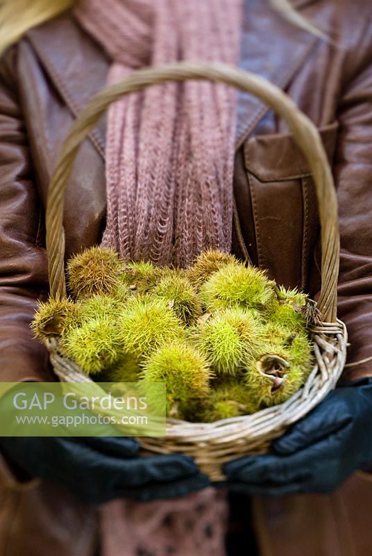 Woman holding a basket of Castanea sativa - Sweet chestnuts in Autumn