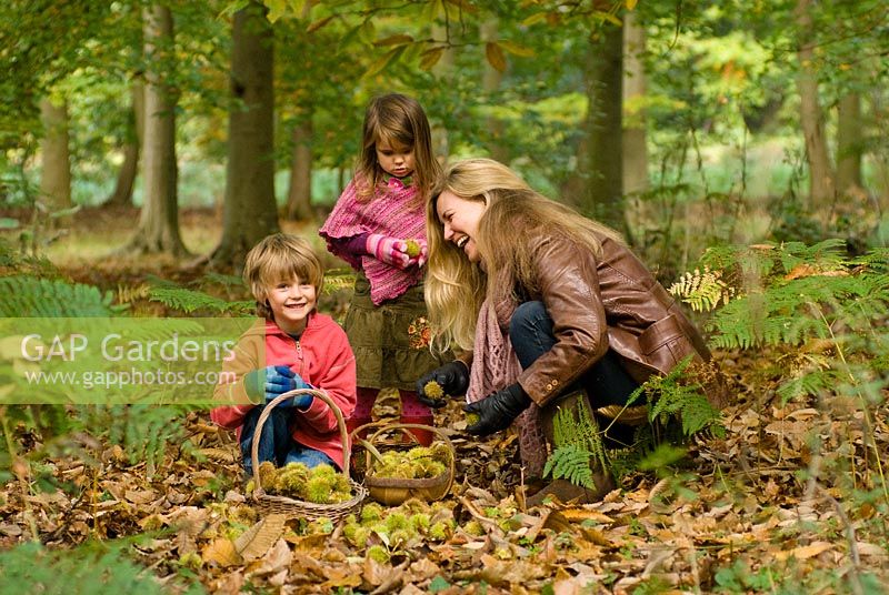 Family in the woods - Foraging for Sweet Chestnuts and collecting them in baskets