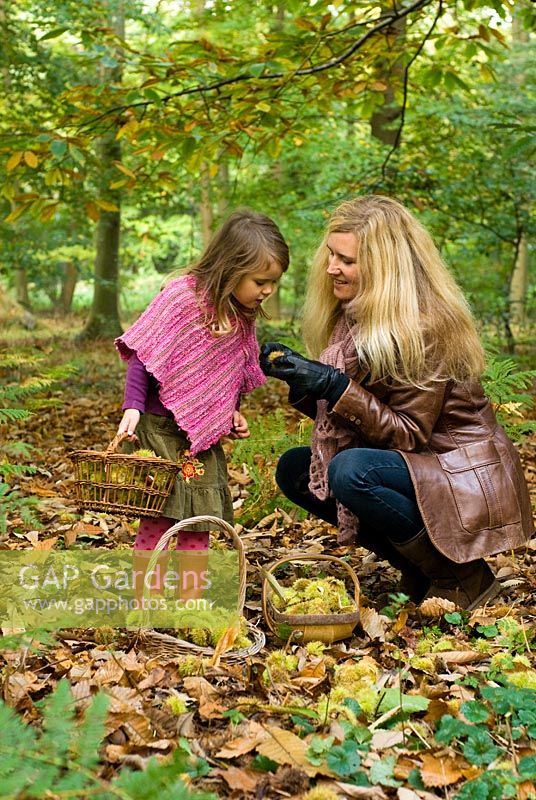 Mother and child - Foraging for Sweet Chestnuts and collecting them in baskets
