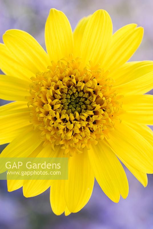 Helianthus 'Capenoch Star' - Sunflower