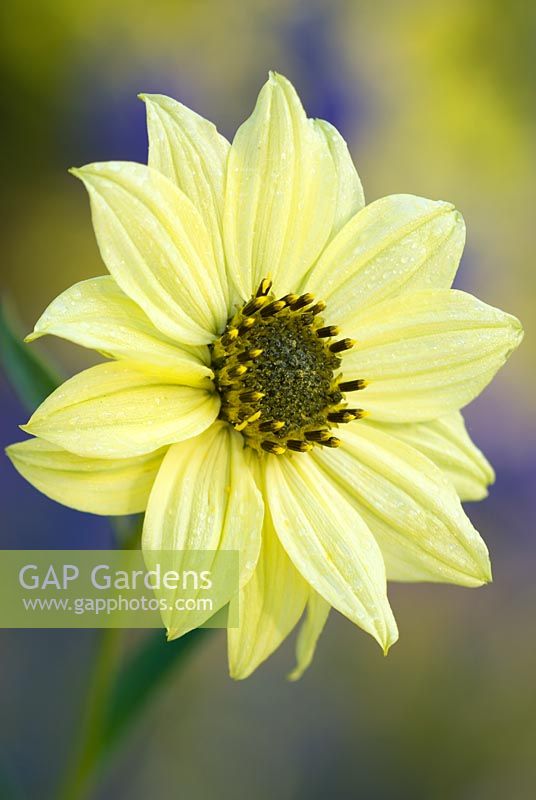 Helianthus giganteus 'Sheila's Sunshine' -  Sunflower