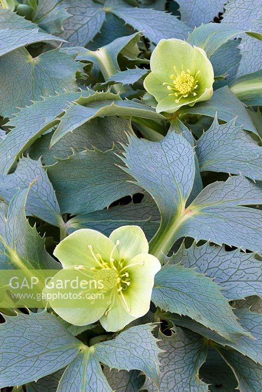 Helleborus argutifolius Silver Lace, Hellebore. Perennial, January. Portrait of green flowers with silvery foliage.