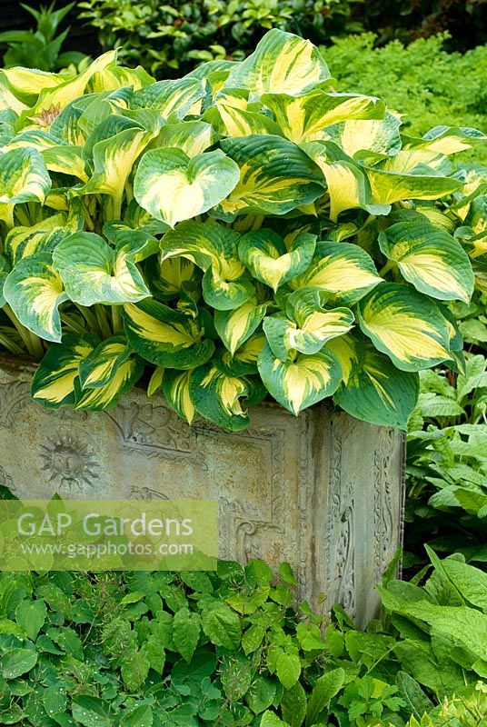 Hosta 'Great Expectations' in container