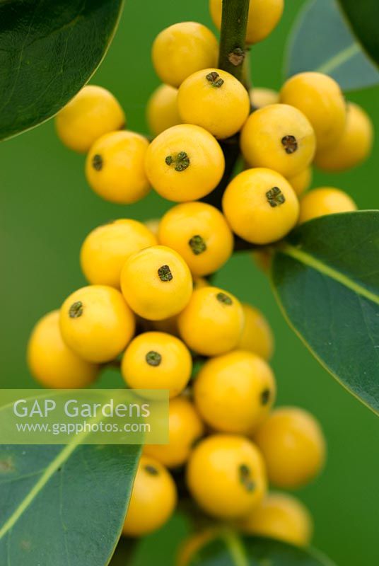 Ilex aquifolium 'Bacciflava' - Holly berries
