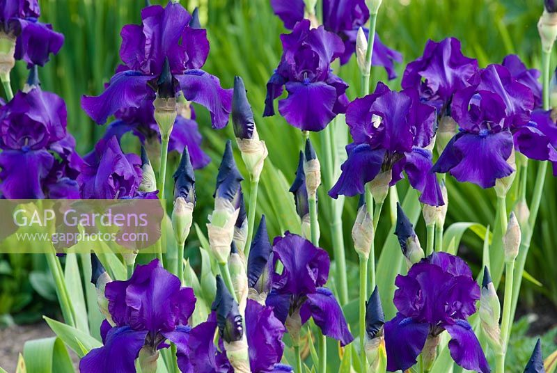 Iris 'Matinata' - Tall Bearded Irises