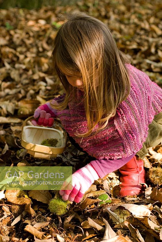 Little girl foraging in the woods for Sweet Chestnuts