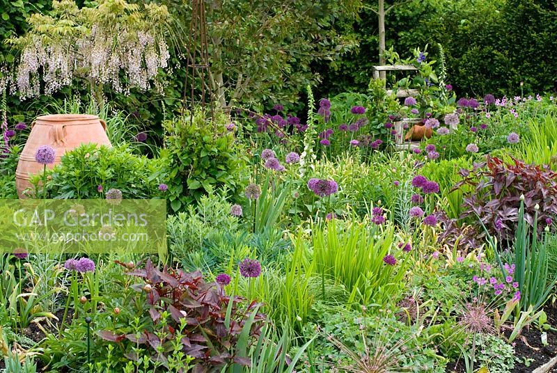 View of entrance garden at Merriments, East Sussex with Tradescantia, Allium, Geranium, Clematis and Wisteria