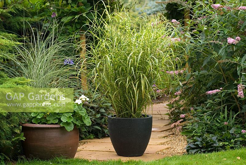 Miscanthus sinensis 'Superstripe' in container on stone path 