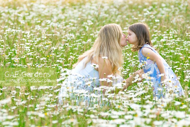 Mother and daughter kissing in a daisy field. Little girl holding a bunch of daisies.