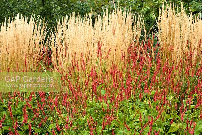 Perennial border and plant association combination with Persicaria amplexicaulis 'Firedance' and Calamagrostis x acutiflora 'Karl Foerster'