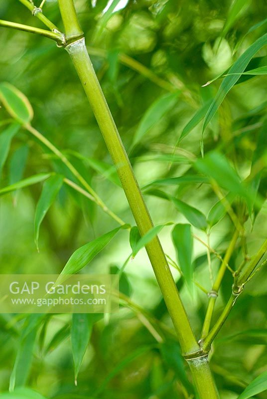 Phyllostachys nigra 'F. Henonis' - Black Bamboo