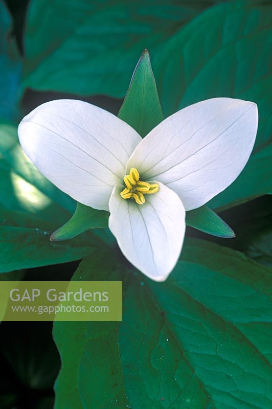 Trillium ovatum - Wood Lily