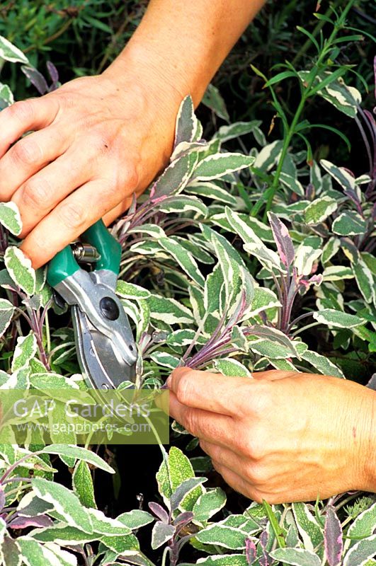 Taking cutting of Salvia officinalis
