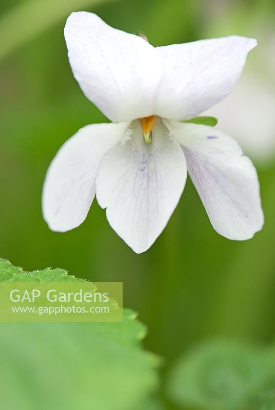 Viola odorata 'Dick o' the Hills' - Groves Nursery, Bridport, Dorset