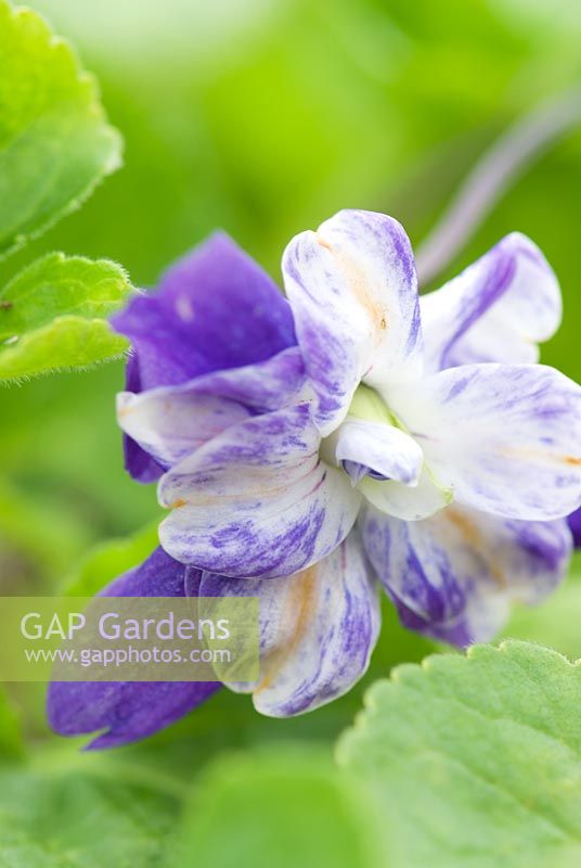 Viola odorata 'Mrs David Lloyd George' -  Groves Nursery, Bridport, Dorset