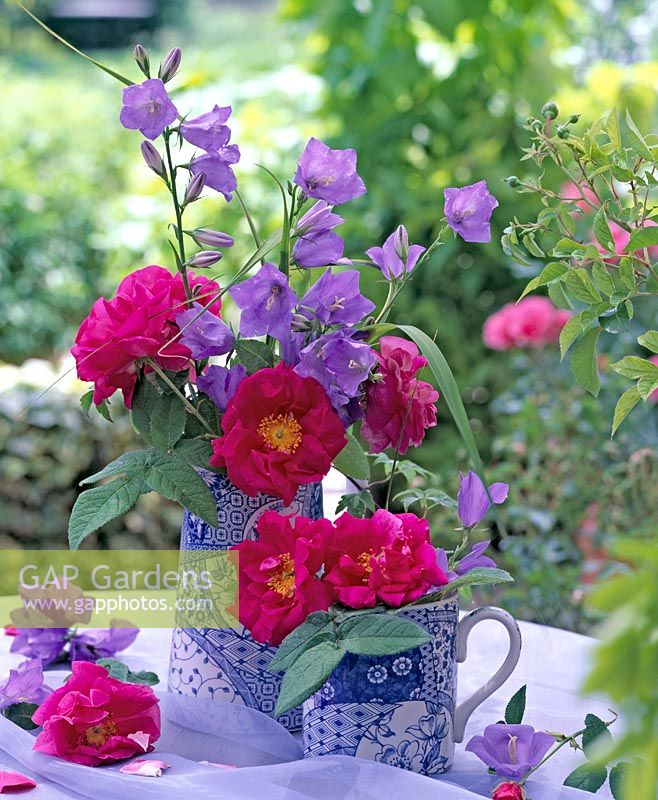 Cut flowers - Rosa gallica 'Officinalis' and Campanula persicifolia in blue and white china jugs
