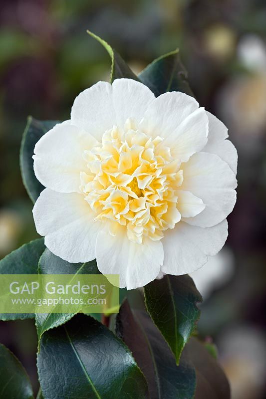 Camellia japonica 'Brushfield's Yellow' AGM