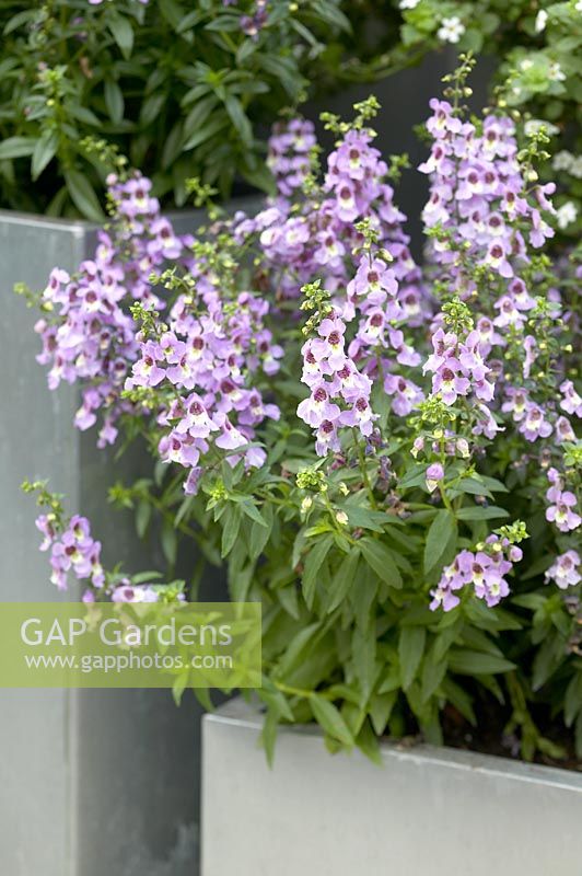 Angelonia angustifolia 'Serena Lavender' in square container 