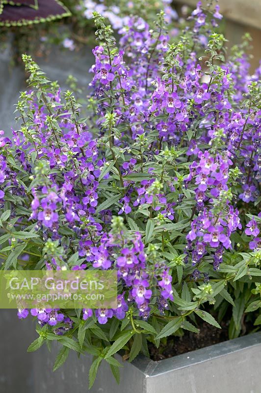 Angelonia angustifolia 'Serena Purple' in square container