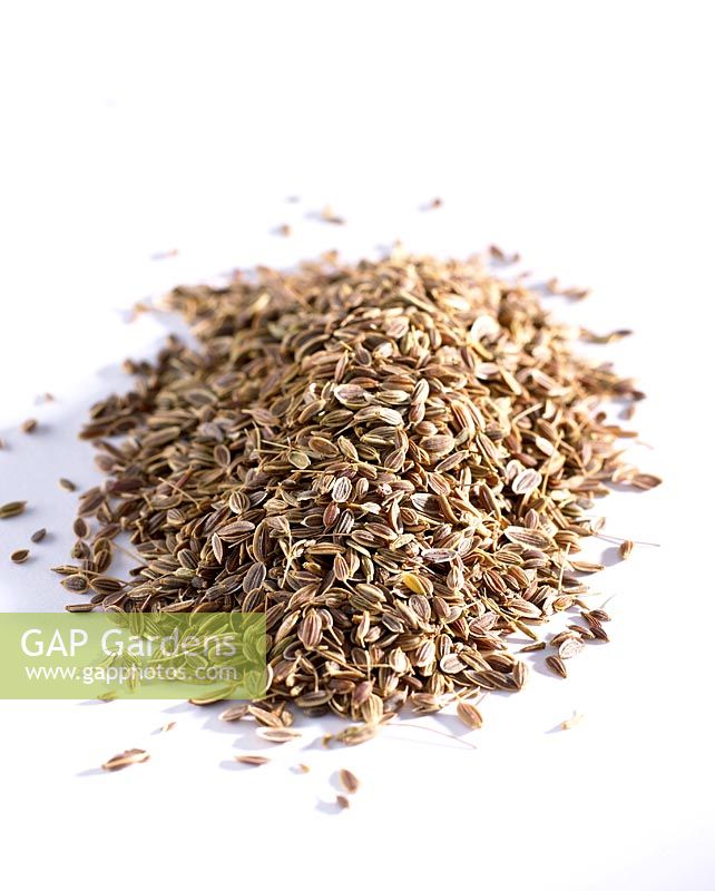 Anethum graveolens - Dried dill seeds