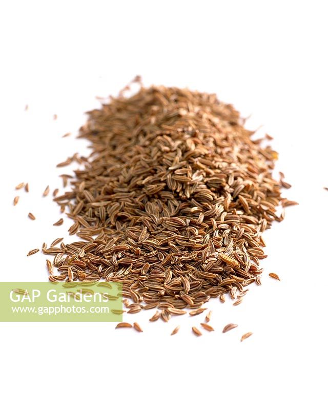 Carum carvi - Dried caraway seeds