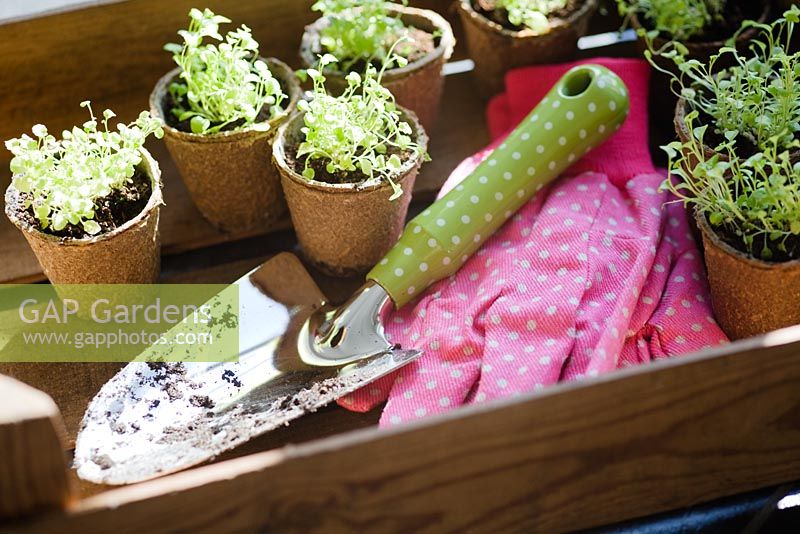 Trowel and gloves with Lobelia seedlings in biodegradable fibre pots ready to be planted 