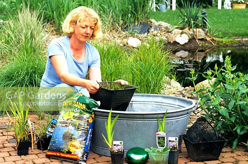 Woman planting aquatic plants in miniture pond in tin bath