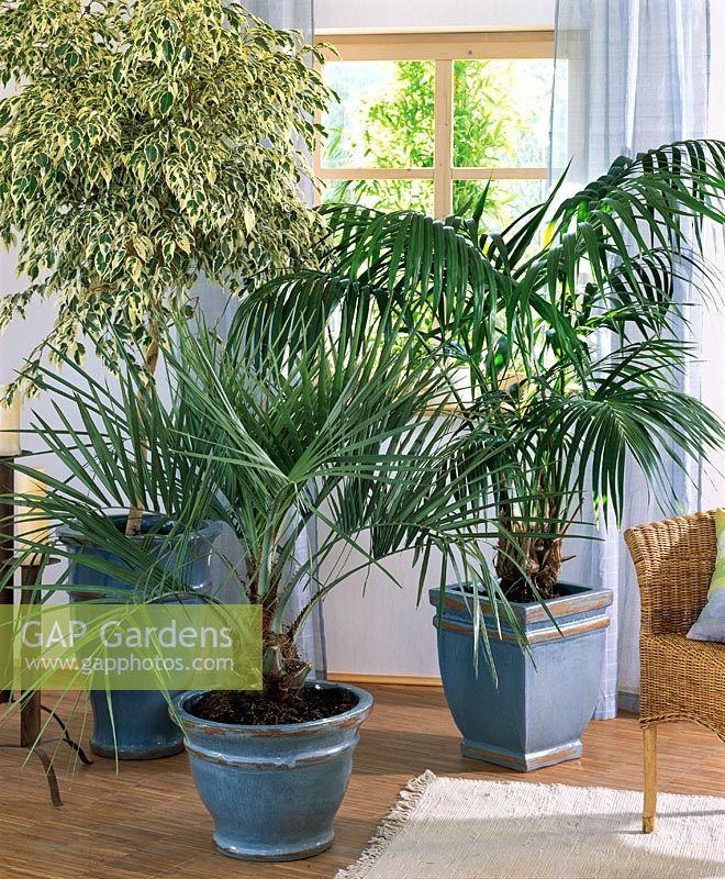 Ficus benjamini, Butia capitata and Howea forsteriana in pots in living room