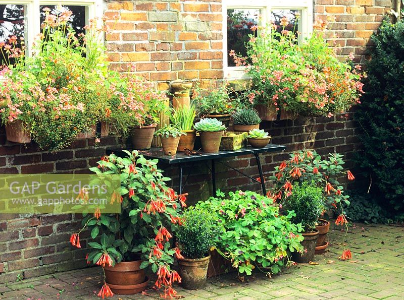 Container garden with mixed plants