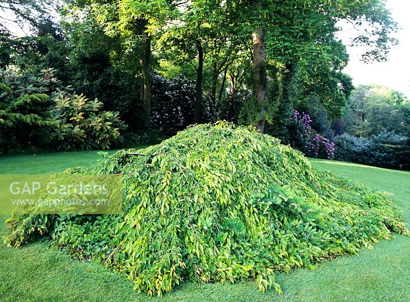 Mound formed by weeping tree