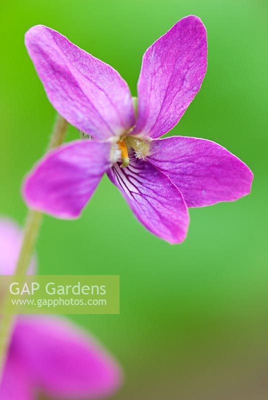 Viola odorata 'Josephine' - Groves Nursery, Bridport, Dorset, UK