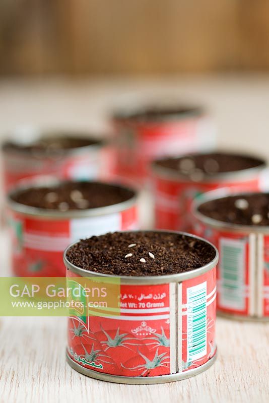 Tomato seeds 'Gardeners Delight', sown in recycled tomato puree tins.