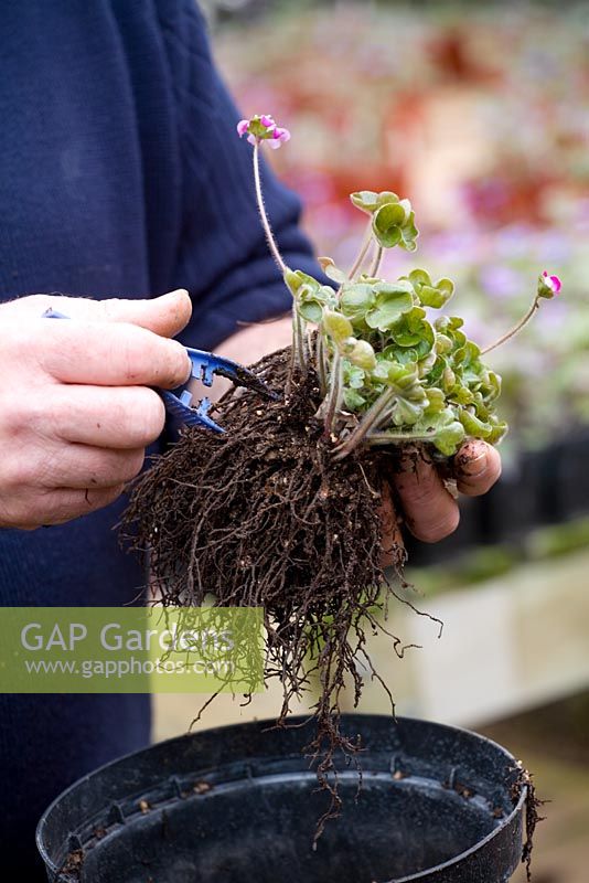 Repotting and dividing a Hepatica. Carefully removing soil from roots with a pair of tweezers - Demonstrated by John Massey, Ashwood Nurseries