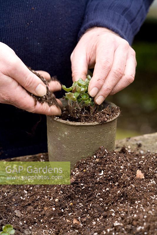 Repotting and dividing a Hepatica. Placing in pot and adding soil - Demonstrated by John Massey, Ashwood Nurseries