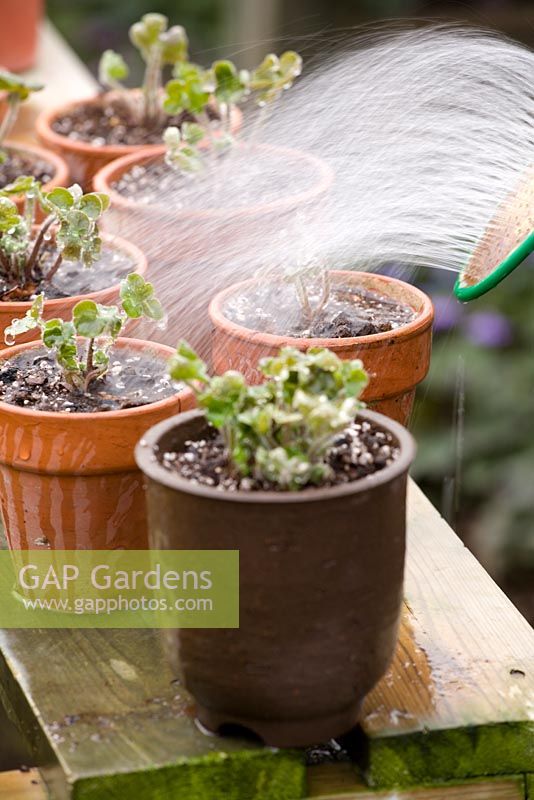 Repotting and dividing a Hepatica. Watering in - Demonstrated by John Massey, Ashwood Nurseries