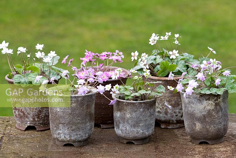 Collection of Hepaticas in traditional pots - All variations of Hepatica nobilis var. japonica f. magna